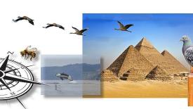 Tiere benutzen Magnetfeld 